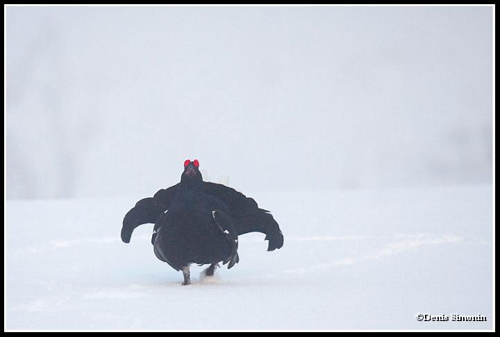 Parade de tétras lyre dans la neige et la brume